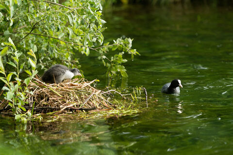 AhrSteig Nistplatz am Freilinger See