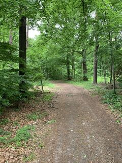 Waldweg