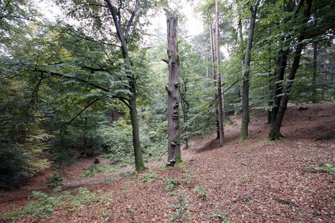 Die Alkenkuhle, ein sagenumwobener Erdfall bei Alfhausen