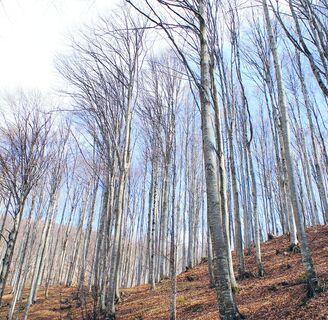 Faggeta - Troi di Sant Ilari