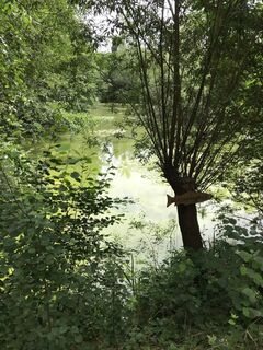 Hungerkampsee