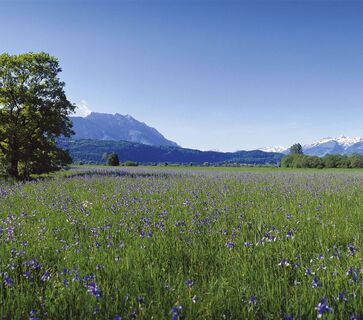Lilienblüte im Ruggeller Riet (Ende Mai/Anfang Juni)