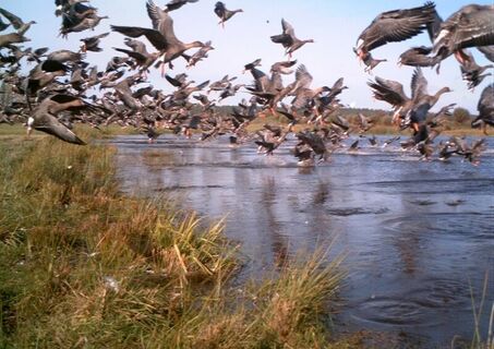 Wildgänse ziehen über die Blänken