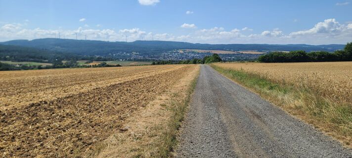 Foto von Wolf entlang der Tour