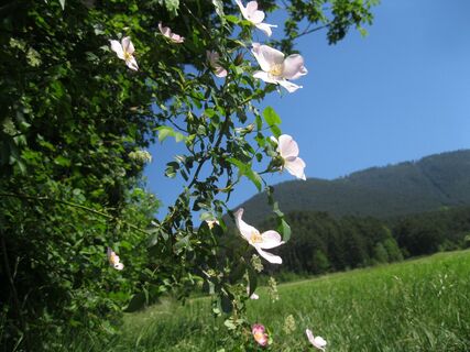 Babygrat, Steirerspur und Springlessteig
