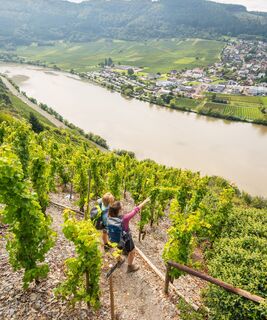 Blick auf die Mosel bei Mehring