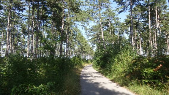 Wienerwald