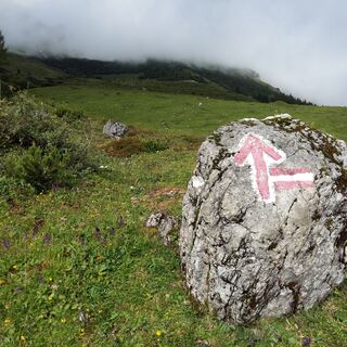 Almwiesenweg nach der Erichhütte in Richtung Taghaube