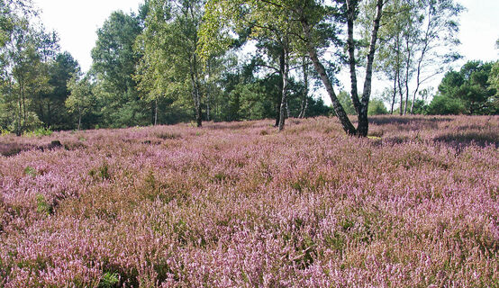 Oerreler Heide