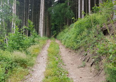 Abstieg Gebelehof Richtung Schiltach
