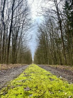 Wald Wolfmannshausen