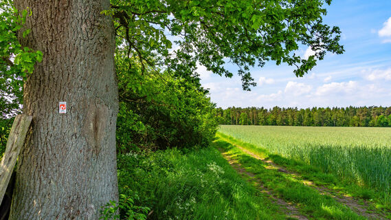 Markierungszeichen des NORDPFADES Riepholm-Gilkenheide an einer Eiche
