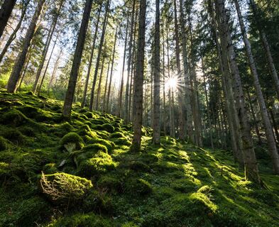 Im Rennbach gibt es Natur und Abgeschiedenheit