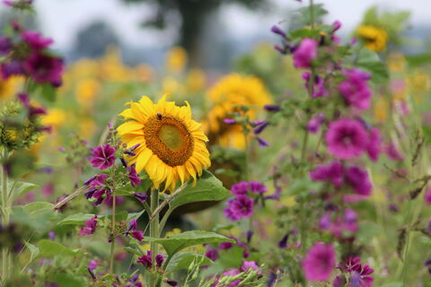 Blumenwiese