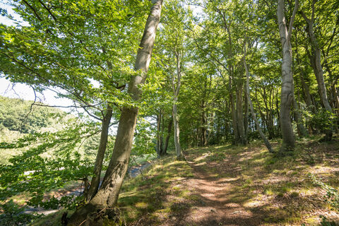 Natur pur auf dem neanderland STEIG