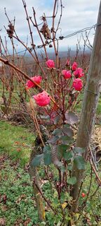Weinbergrose