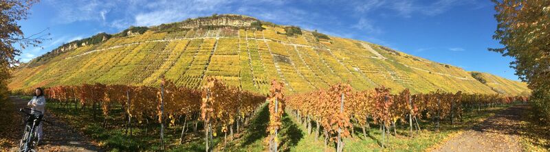 Weinberge zwischen Hessigheim und Mundelsheim