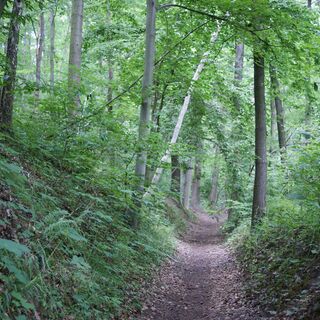 Eselsweg bei Bad Köstritz