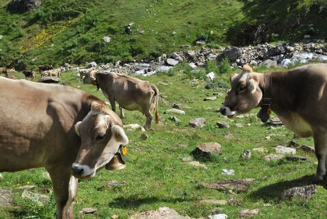 Tour Ossasca - Cristallinahütte