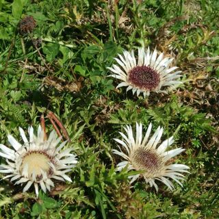 Silberdisteln auf der Almwiese