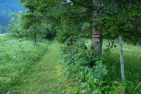 der Weg ist gut ausgemäht