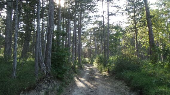 Wienerwald