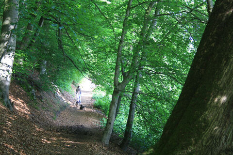 Wanderweg in der Nähe von Kleve