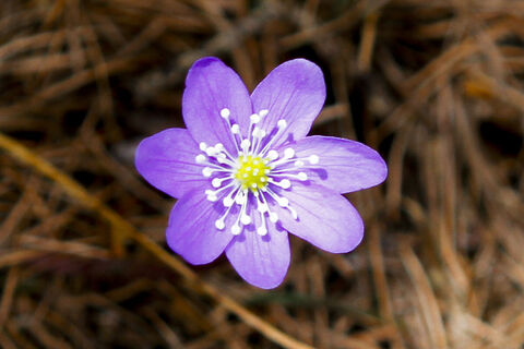 Leberblümchen