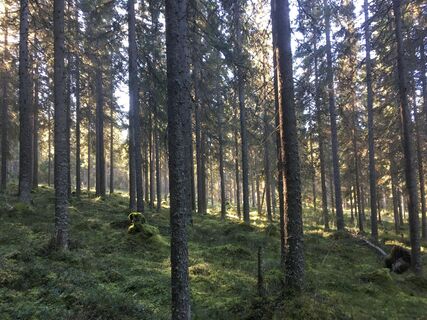 Waldblick