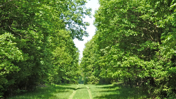 Weg durch das satte Grün des Landeswaldes Schierk