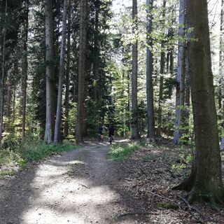 Biken im Wald