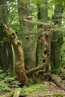 Habitatbäume im Gebiet der Landgrafenschlucht