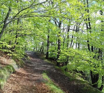 Durch den Wald - Straßen der Festungen Etappe 5