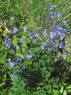Frühlingsblumen am Wegrand