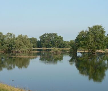 Auwälder im Deichvorland.