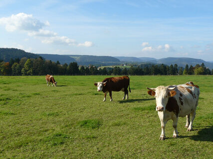 Weide Ausblick Hardt