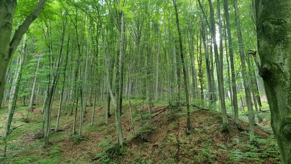 Photo de Walter Novak le long du parcours