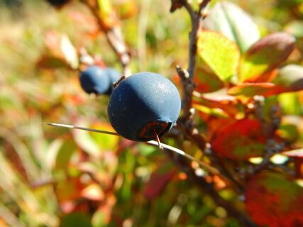 Auch die Schwarzbeere findet man im Gumpenkar