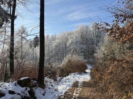 Foto de firebird 93 a lo largo del recorrido