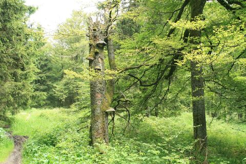 Naturwege auf dem Langenbergrundweg