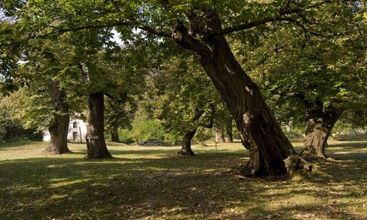Die Kastanienallee im Bosco Caproni