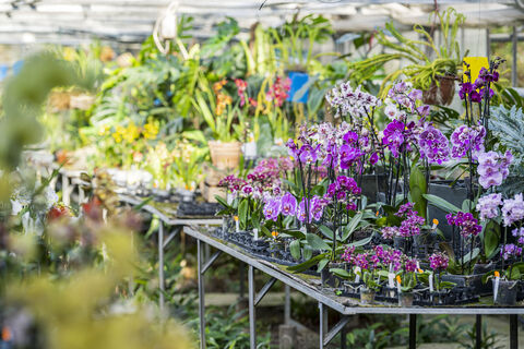 Orchideengarten Dahlenburg