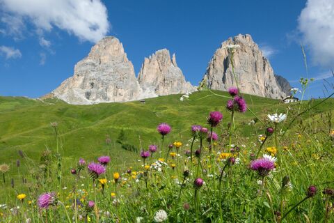 Col Rodella - Sassolungo ©Archivio APT Val di Fassa