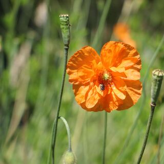 Blütenpracht im Alpengarten