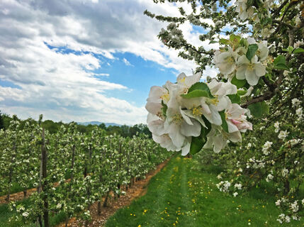Obstplantagen im Renchtal