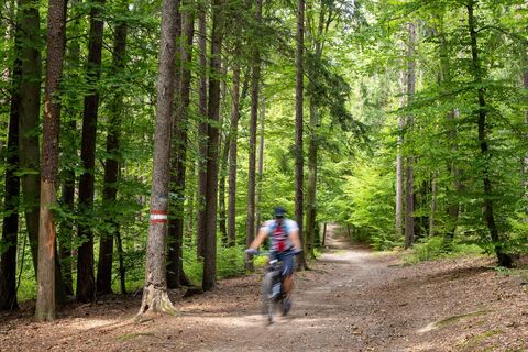Mountainbiken auf Waldwegen