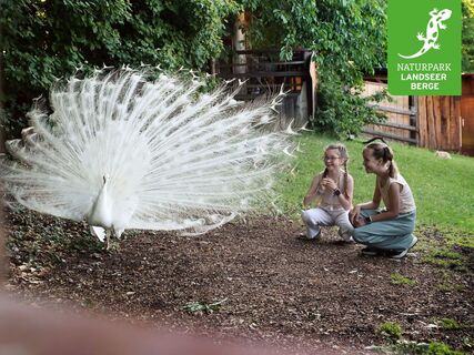 Weißer Pfau schlägt ein Rad vor den Kindern am Kelten-Festivalgelände in Schwarzenbach
