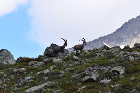 Steinbock