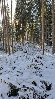 Foto von Mangolein entlang der Tour