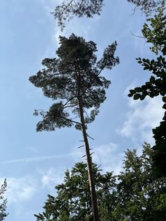 Riesenbaum3.jpeg